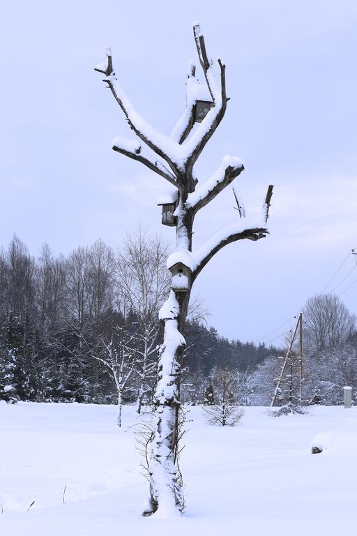Viesu Majas Briedisi Raiskums Exterior foto